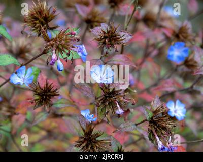 Blaue Blüten von Ceratostigma plumbaginoides, chinesischem plumbago Stockfoto