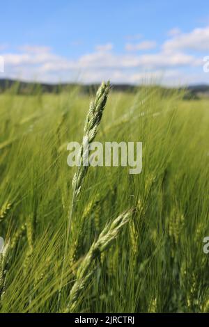 Ein vertikaler Schuss frischen grünen Weizens Stockfoto