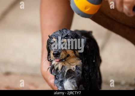 Ein feuchter, seifige chihuahua, der während einer Tierpflege mit Wasser besprüht wird Stockfoto