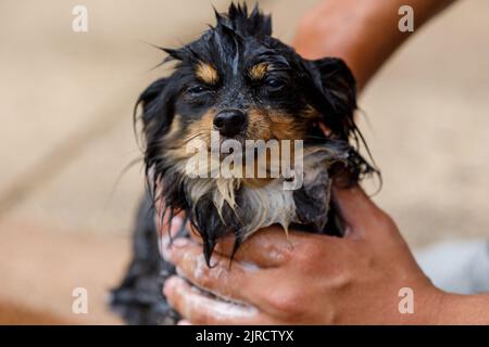 Langhaarige chihuahua wird gewaschen. Nahaufnahme von schwarzem und braunem chihuahua, männliche Hände mit nassem Hund. Stockfoto