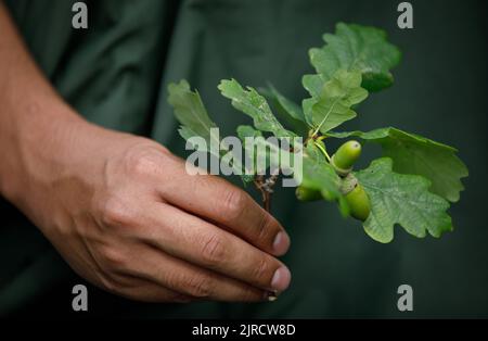 Eicheln und Eichenblätter in einer Hand mit grünem Hintergrund gehalten Stockfoto