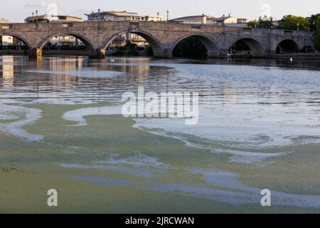 Während der Sommerhitze und Dürre auf der Themse und der Chertsey Bridge im Hintergrund Stockfoto