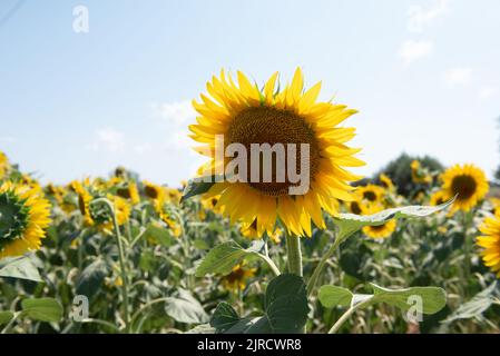 Feld von Sonnenblumen Stockfoto