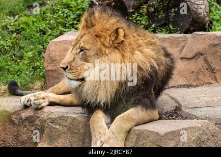 Großer männlicher Löwe ruht auf Felsen in der Ausstellung im Zoo. Stockfoto