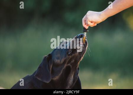 Hund leckt einen Tropfer gefüllt mit CBD-Öl aus einer weiblichen Hand, Handschuss. Stockfoto