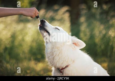 Weißer Schweizer Schäferhund leckt Pipette mit CBD-Öl gefüllt, während er auf grünem Gras liegt, Nahaufnahme. Stockfoto
