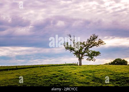 Violetter Abendhimmel mit einsamem Baum, der auf grünen Hügeln steht. Stockfoto