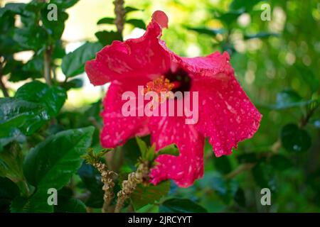 Große, rote Hibiskusblüte mit nassen Blütenblättern, auf einem verschwommenen Hintergrund aus grünen Blättern, mit Schwerpunkt und Fokus auf den feuchten Staubgefäßen der Blüte -12 Stockfoto