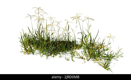 grünen Rasen isoliert auf weißem Hintergrund Stockfoto