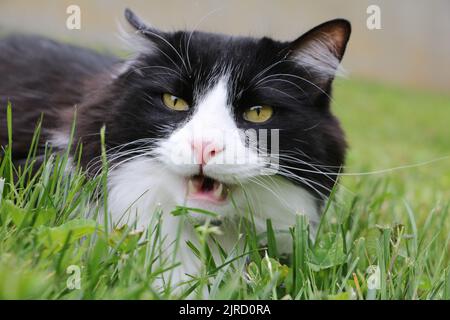 Schwarze und weiße Hauskatze, die Gras frisst. Stockfoto