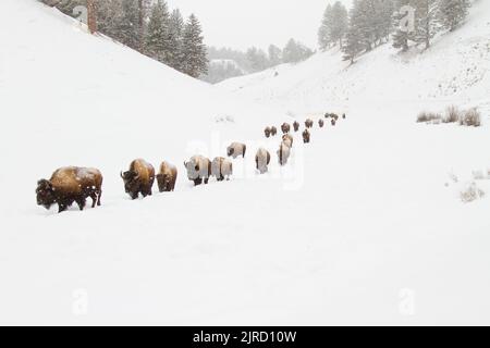 American Bison (Bison Bison) folgt dem Anführer in einer einzigen Datei durch den Schnee Stockfoto