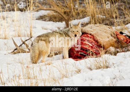 Kojote (Canis yogiebeer) Ernährung auf den Kadaver eines Stiers elk Stockfoto