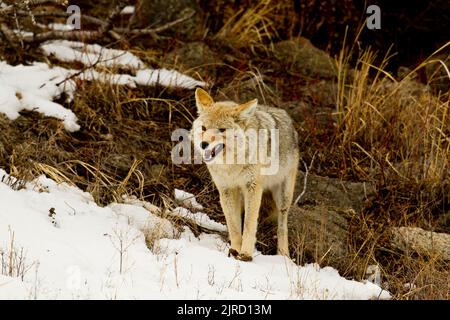 Coyote (Canis latrans) knurrend Stockfoto