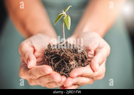Unternehmer, der Saatgut, Bodenwachstum in den Händen hält, um Umweltbewusstsein oder nachhaltige Entwicklung in einem umweltfreundlichen, grünen Unternehmen zu fördern Stockfoto