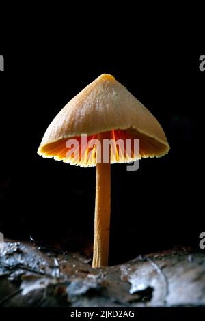 Pilzarten mit Hinterleuchtung - DuPont State Recreational Forest - Cedar Mountain, in der Nähe von Brevard, North Carolina, USA Stockfoto