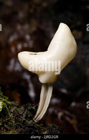 Weißer Sattelpilz oder Elfensattel (Helvella sp.) - DuPont State Recreational Forest - Cedar Mountain, in der Nähe von Brevard, North Carolina, USA Stockfoto