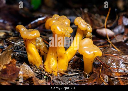 Leotia lumica oder Gelee Baby Pilzen - DuPont State Recreational Forest - Cedar Mountain, in der Nähe von Brevard, North Carolina, USA Stockfoto