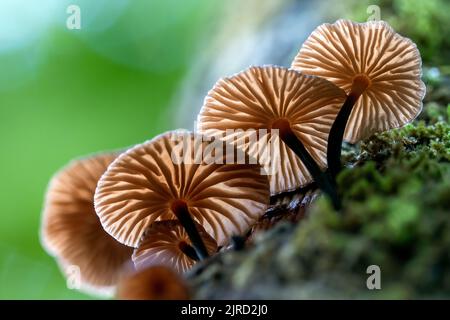 Kleine hinterleuchtete Pilze wachsen auf einem Baumstamm - DuPont State Recreational Forest - Cedar Mountain, in der Nähe von Brevard, North Carolina, USA Stockfoto