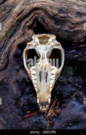 Furchterregend aussehender Schädel eines Virginia opossum (Didelphisvirginiana) - North Carolina, USA Stockfoto