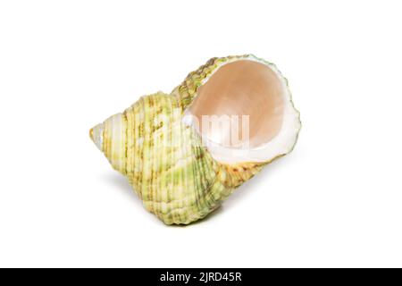Bild einer grünen Turboseeschale auf weißem Hintergrund. Unterwassertiere. Muscheln. Stockfoto