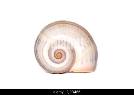 Bild einer großen leeren Meeresschnecke auf weißem Hintergrund. Unterwassertiere. Muscheln. Stockfoto