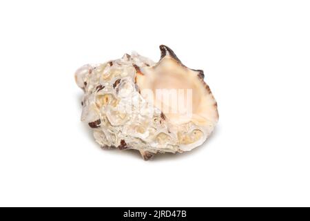 Bild von Reishia bitubercularis Muschelschalen auf weißem Hintergrund. Unterwassertiere. Muscheln. Stockfoto