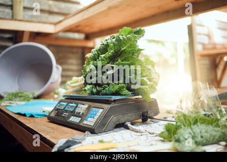 Lebensmittelgeschäft, Landwirtschaft und Nahaufnahme von Landwirten Waage Gemüse zu wiegen. Gesunde Ernährung und Lifestyle-Shop oder lokale landwirtschaftliche Pflanze. Nachhaltigkeit in Stockfoto