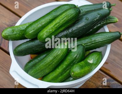 „Green Fingers F1“ Gurke, Gurka (Cucumis sativus) Stockfoto