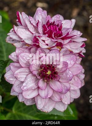 'Créme de Cassis' Wasserlilie Dahlia, Näckrosblommig Dahlia (Dahlia x Hortensis) Stockfoto