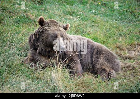 Braunbär im Parque Faunístico Lacuniacha in Piedravita de Jaca in Valles de Tena, Huesca, Aragón, Spanien Stockfoto