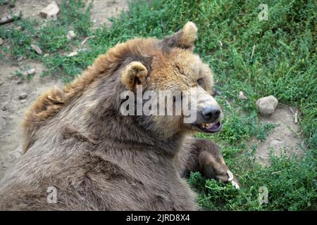 Braunbär im Parque Faunístico Lacuniacha in Piedravita de Jaca in Valles de Tena, Huesca, Aragón, Spanien Stockfoto