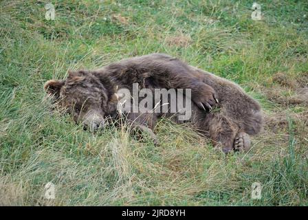 Braunbär im Parque Faunístico Lacuniacha in Piedravita de Jaca in Valles de Tena, Huesca, Aragón, Spanien Stockfoto