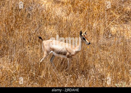 Eine männliche Berggazelle im Gazelle Valley Nationalpark, Jerusalem, Israel. Stockfoto