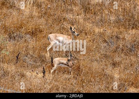 Eine männliche Berggazelle im Gazelle Valley Nationalpark, Jerusalem, Israel. Stockfoto