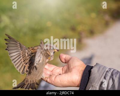 Eine Frau füttert Sperling aus ihrer Handfläche. Ein Vogel sitzt auf der Hand einer Frau und isst Samen. Tierpflege im Herbst oder Winter. Stockfoto