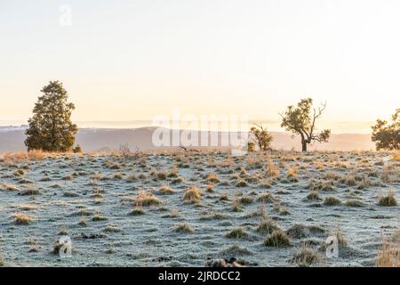 Australien, frostiger Wintermorgen bei Sonnenaufgang in der Nähe von Goulburn im regionalen New South Wales, Australien Stockfoto