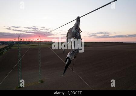 Nahaufnahme toter Reiher Vogel Graureiher (Ardea cinerea) nach Kollision mit Hochspannungsdraht, wo am Hals gehalten und noch unter ihm hängen. Traurige Szene Stockfoto