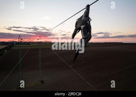 Nahaufnahme toter Reiher Vogel Graureiher (Ardea cinerea) nach Kollision mit Hochspannungsdraht, wo am Hals gehalten und noch unter ihm hängen. Traurige Szene Stockfoto