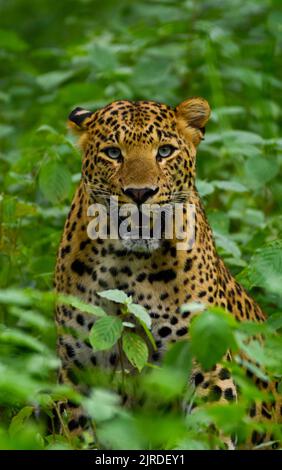 Wilder indischer Leopard (Simba) steht aufrecht in Wild Foliage Stockfoto