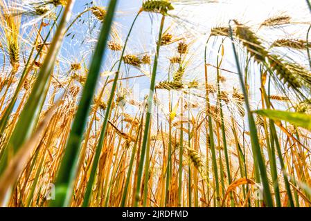 Goldenes Gerstenfeld. Nahaufnahme von Gerstenkörnern und Stielen. Gerstenfeld in der Sonne mit blauem Himmel. Stockfoto