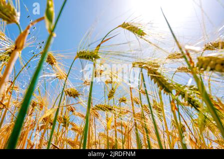 Goldenes Gerstenfeld. Nahaufnahme von Gerstenkörnern und Stielen. Gerstenfeld in der Sonne mit blauem Himmel. Stockfoto