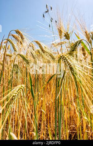 Goldenes Gerstenfeld. Nahaufnahme von Gerstenkörnern und Stielen. Gerstenfeld in der Sonne mit blauem Himmel. Stockfoto