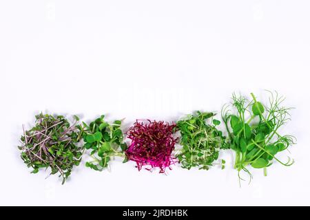 Mikrogrüne Sprossen aus Rucola, Senf, Rettich, Erbse, Amaranth im Sortiment auf hellem Hintergrund. Speicherplatz kopieren. Platz für eine Inschrift. Stockfoto