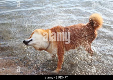 shiba-Inu-Hund schüttelt nach dem Schwimmen im Fluss das Wasser ab Stockfoto