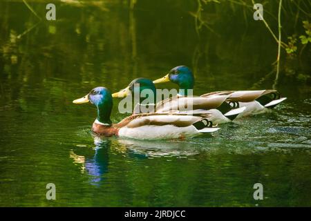 Drei männliche Enten im Fluss in Reihe Stockfoto