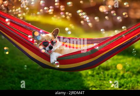 Der süße Corgi-Hund liegt an einem heißen Tag in einer Hängematte in einem sonnigen Sommergarten, umgeben von Seifenblasen Stockfoto