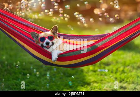 Der süße Corgi-Hund liegt an einem heißen Tag in einer Hängematte in einem sonnigen Sommergarten, umgeben von Seifenblasen Stockfoto