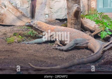Komodo Dragon Lizard - Komodo-Monitor im Zoo Stockfoto