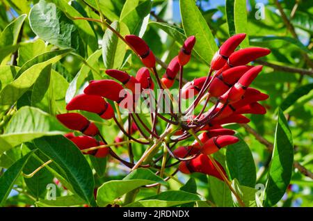 Detaillierte und klare Ansicht einer erythrina crista-galli-Pflanze Stockfoto