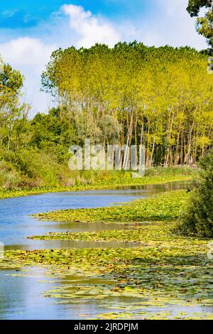 Mäanderender Fluss, der durch den Wald fließt. Blauer Himmel und grün gelbe Blätter. Sommerliche Waldlandschaft. Sonniger Tag. Fluss und Wald. Landschaft. Stockfoto